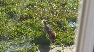 Как собака снимает шлейку?