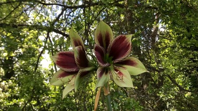 Hippeastrum Papilio - The Butterfly Hippeastrum (syn Amaryllis Papilio)