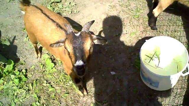 SWITZERLAND: Villages near Zermatt (Täsch & Randa) смотреть онлайн