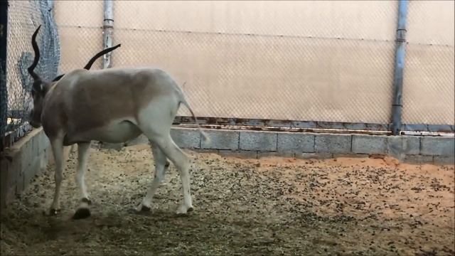Arabian oryx Addax wild animals نجاح تربية وانتاج المها العربي وابو عدس النادر смотреть онлайн