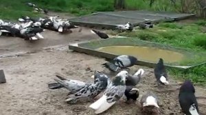 Николаевские голуби Сергея Родионова. (Мой голубиный дворик) Волгоград. Часть 116