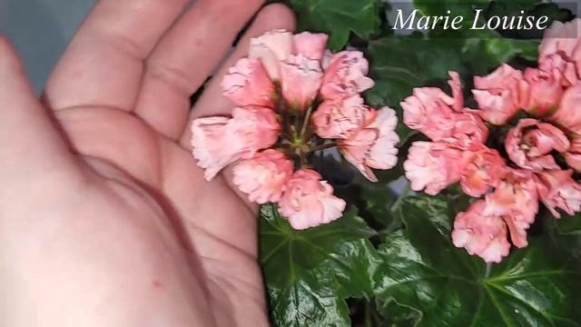 6 САМЫХ КРАСИВЫХ пеларгоний, изящные нежные тюльпановидные цветуньи ГЕРАНЬ должна быть в каждом дом смотреть онлайн