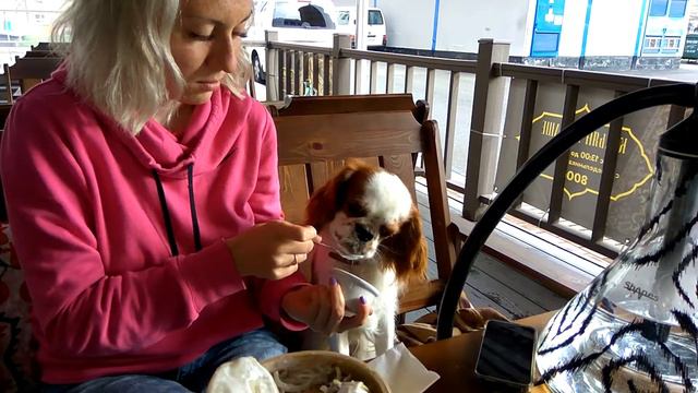 Кинг Чарльз спаниель Джек обожает сметану