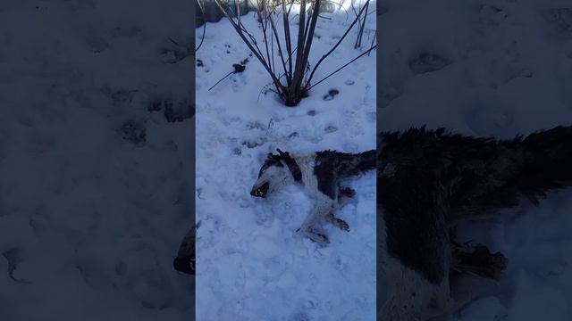 Боже, звери это люди. Люди опасные, а не собаки. 😭😭 смотреть онлайн