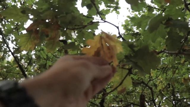 Bushcraft Camp Update 17 - Stone Fire Pit, Cooking, Knife Sharpening (SPIDERS) смотреть онлайн