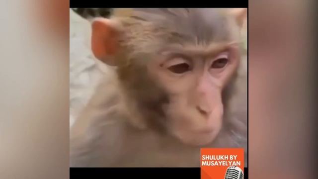 Haykakan Bocer/Humor/ Армянские приколы/ Топ Приколы/Humor/Panda TV/ Հայկական բոցեր/