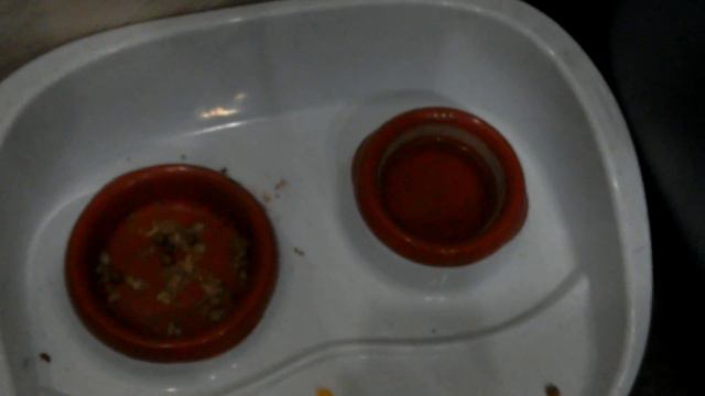 Мой кот в самолёте Гаврюши смотреть онлайн