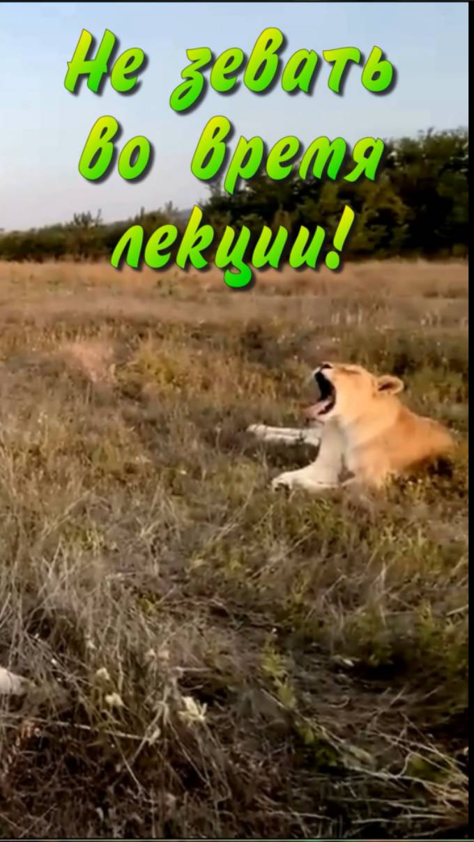 Не зевать во время лекции! #shorts #тайган #олегзубков смотреть онлайн