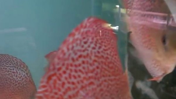 Discus super eruption