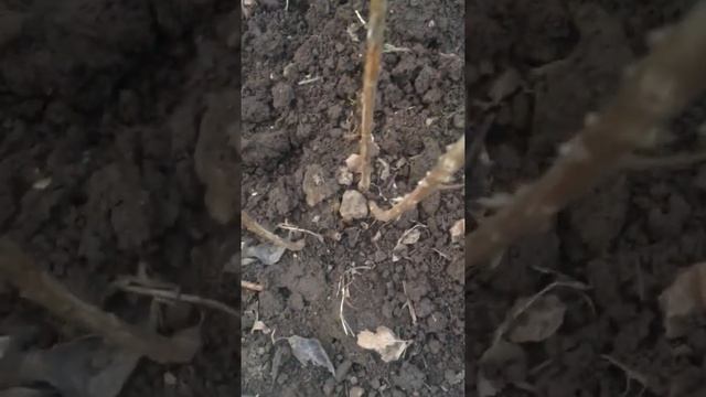 Посадка Иван чая в Харьковском районе смотреть онлайн