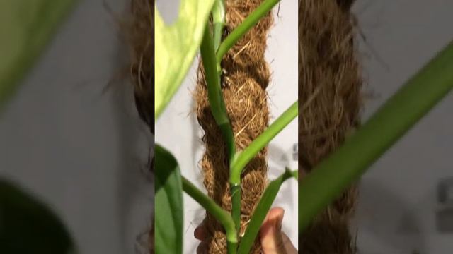 Monstera Adansonii Archipelago Variegated - Cutting & Repotting #monstera #monsteraadansonii смотреть онлайн