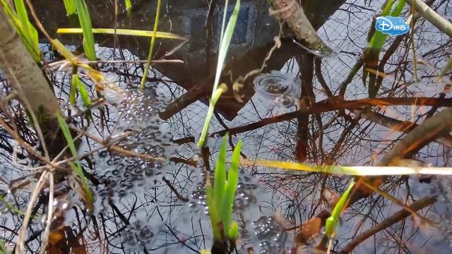 Икра Лягушки или как лягушачья семья защищает свое потомство смотреть онлайн