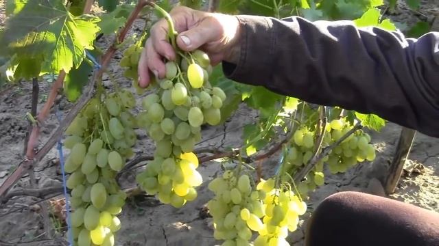 @Сорта винограда легенды. Вып.20 смотреть онлайн