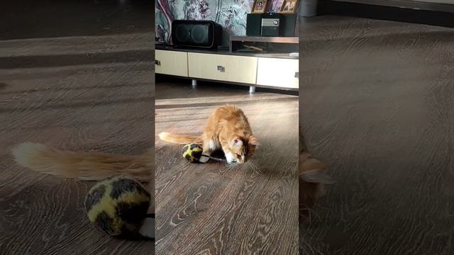 Котенок по имени Белка, думает что она белка, играет как белка #мейнкункотята #мейнкун #cat #kitten смотреть онлайн