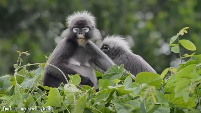 10 Most Beautiful Monkeys In The World