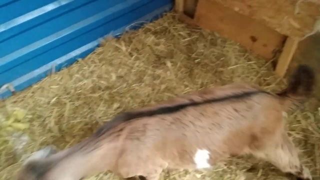 ДОББИ! Борзеет! Эстафета,учим стихи ко Дню рождения Дедушки Ленина! ?️ смотреть онлайн