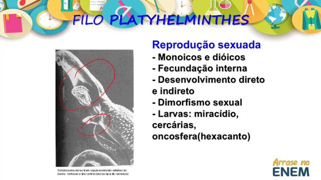 09 Filo Platyhelminthes e Nematoda смотреть онлайн