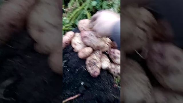 Картошка урожай 2022 белый лебедь, лапоть, Крымская роза! смотреть онлайн