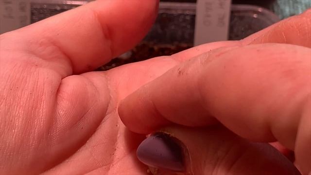 ?БЕГОНИИ ПОСЕВ, НОВЫЕ СОРТА КЛУБНЕВЫХ БЕГОНИЙ смотреть онлайн