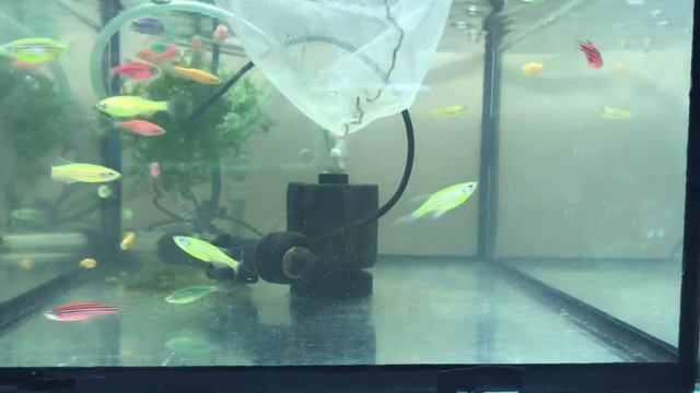 РАССАЖИВАЕМ ДАНИО ПЕРЕД НЕРЕСТОМ!!! смотреть онлайн