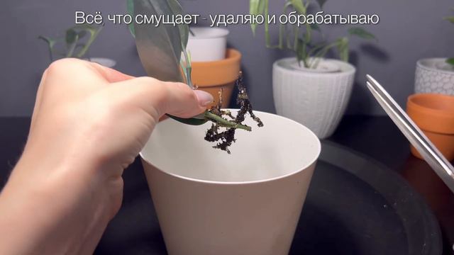 Сциндапсус Треби Дарк Форм | Пересадка смотреть онлайн
