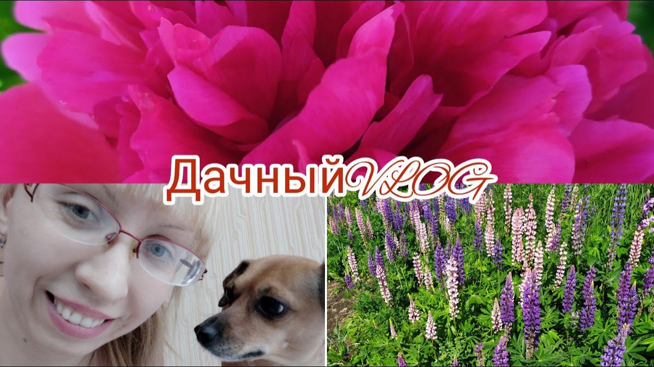ДАЧНЫЙ ВЛОГ/Покупки на дачу смотреть онлайн