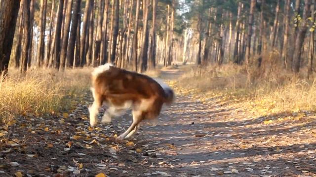 Border collie Lays смотреть онлайн