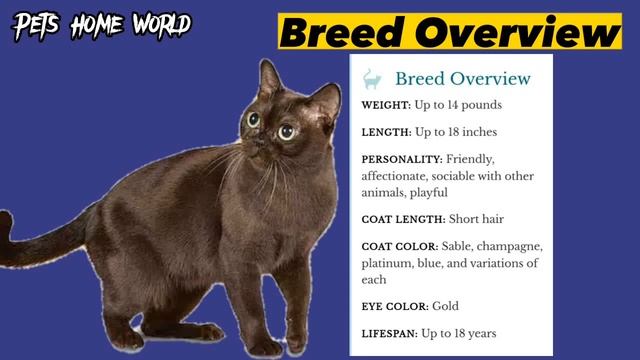 10 Best Cat Breeds You Can Buy it For Your Kids and You Will Not Regret it??| best cat breeds смотреть онлайн