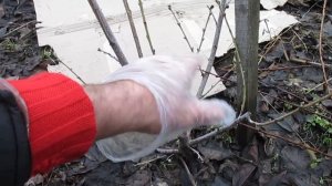 Обрезка персика.  Формировка кустом, продолжение.