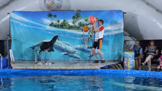 Морской котик Тимоша смотреть онлайн