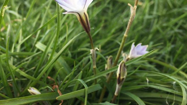 Oude wijfjes (Ipheion uniflorum) - 2017-04-06 смотреть онлайн