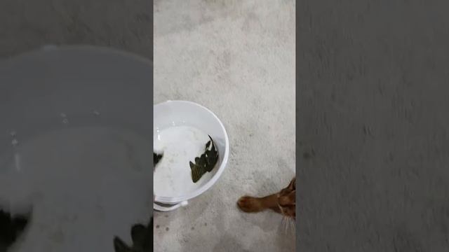 Мои сомики Панак Королевский L 191 смотреть онлайн