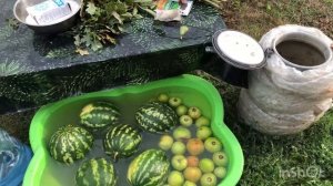 Засолка Арбузов и зелёных помидоров.