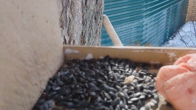 ПТИЧИЙ ОБЕД смотреть онлайн