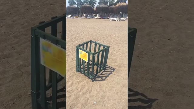 Морская черепаха смотреть онлайн