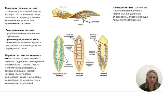 25 урок/Кишечноплостные/Плоские черви/ ЕГЭ по биологии видео урок смотреть онлайн