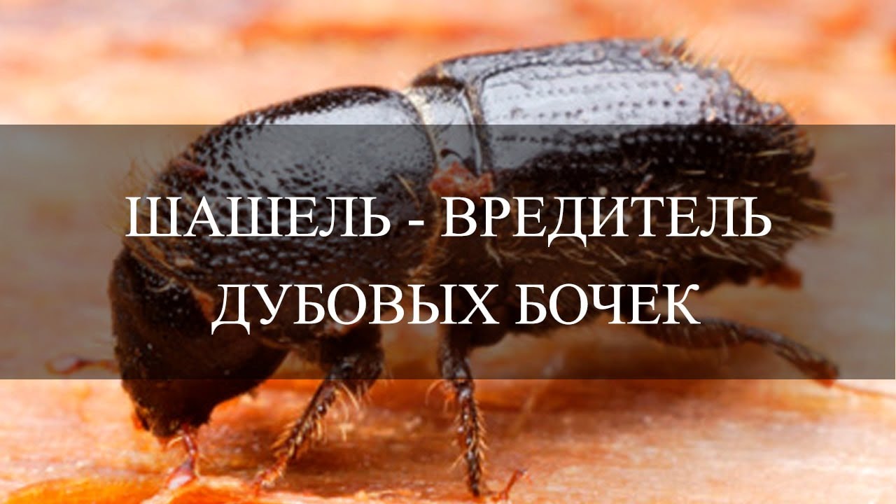 Шашель - вредитель дубовой бочки