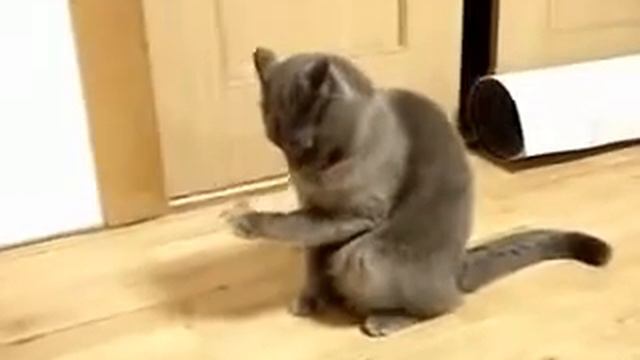 Наглый котяра