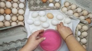 Инкубация куриных яиц.  Правильная закладка яиц в инкубатор. Как отобрать и проверить яйца.