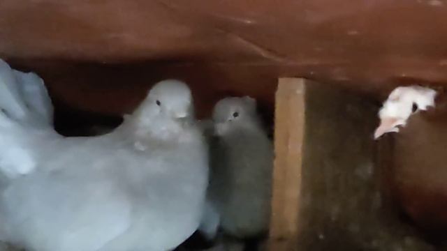 ДЕКОРАТИВНЫЕ ГОЛУБИ: В гостях у Хлипитько .Н.Н. +7 909 420 50 71. смотреть онлайн