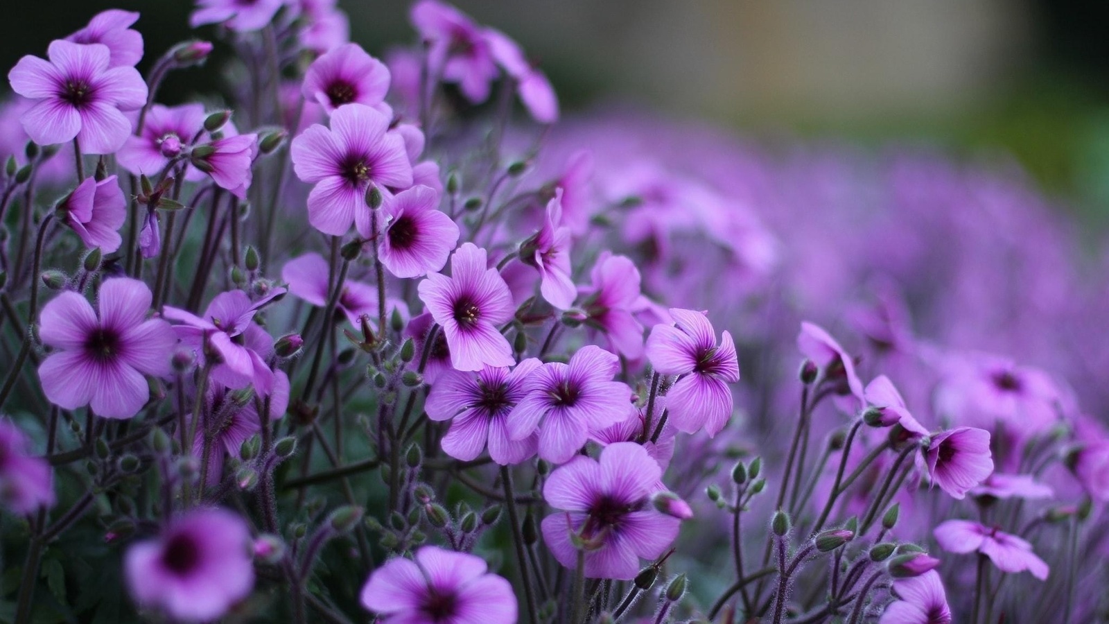 Инструментальная Музыка для Сна Расслабляющие Фортепиано, Гитара и Арфа смотреть онлайн