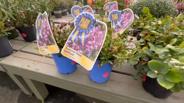Indoor plant shopping and outdoor plant sale overview at Pike Nurseries! смотреть онлайн