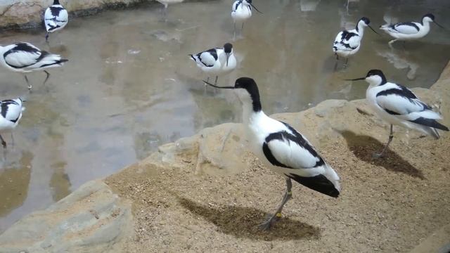 Шилоклювки в Московском зоопарке 莫斯科動物園 Moscow Zoo смотреть онлайн