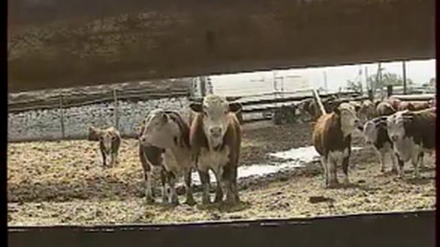 Канадские герифорды прибыли в Брединский район смотреть онлайн