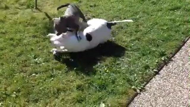 English stafford vs pitbull смотреть онлайн