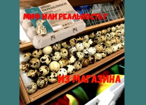 Инкубация яиц с магазина/ Миф или реальность?/Пробуем вывести перепелов