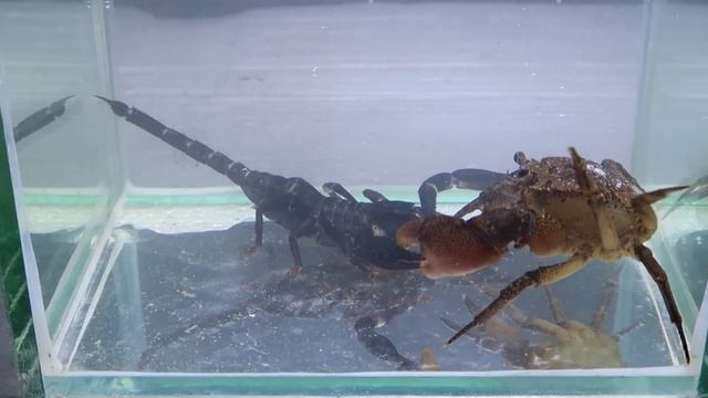 Crab Vs Scorpion Underwater - Caranguejo Vs Escorpião