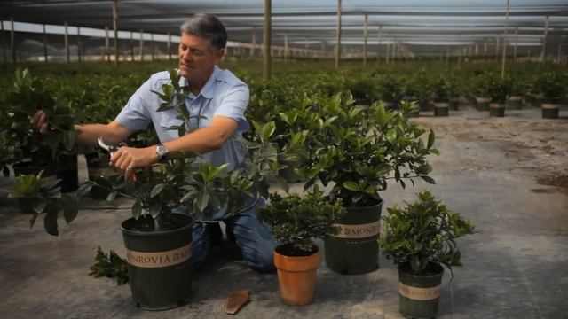 Guide To Pruning A Gardenia Bush : Garden Savvy