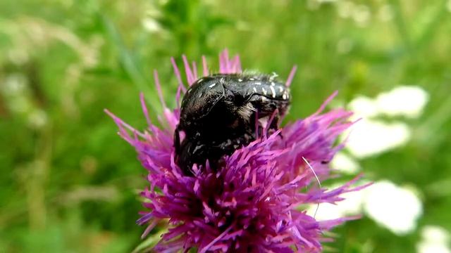 MVI 0092 Жизнь других. Жуки. Оленка мохнатая. смотреть онлайн