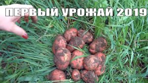 РАНО КОПНУЛИ КАРТОШКУ, НО ТАМ... // ПОЖИНАЕМ ПЕРВЫЕ ПЛОДЫ и  УРОЖАЙНЫЙ ОГОРОД